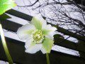 White Helebore
