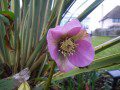 Pink Helebore