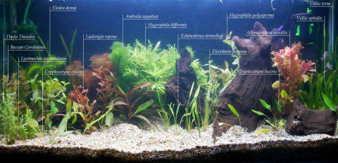 Planted Tank