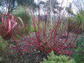 Red Stems