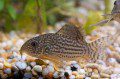 Corydoras sterbai