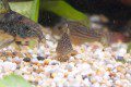 Corydoras sterbai