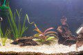 The Aquascaping Begins