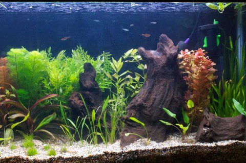 Fish Tank