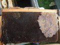 Hungry Bees just inches from Food