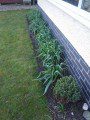 Aliums