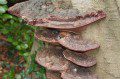 Fungi