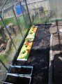 Greenhouse Veg