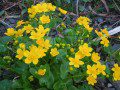 Marsh Marigolds