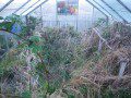 Overgrown