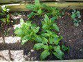 Spinach