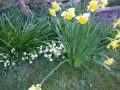 Spring Flowers