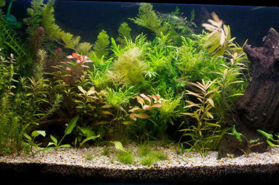 Aquarium Plant Growth