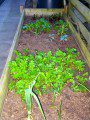 Veggie Bed