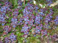 Ajuga
