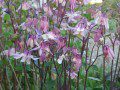 Aquilegia