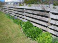 Bluebells by the fence