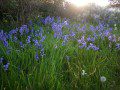 Bluebells