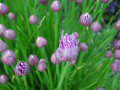 Chives