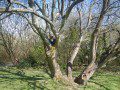 Climbing Tree