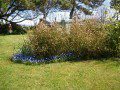 Mist of Forget-me-nots