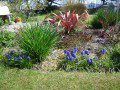 Grape hyacinths