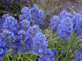 Muscari Hyacinth
