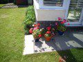Pelargoniums