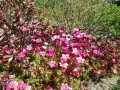 Saxifrage
