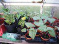 Seedlings