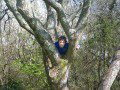 Tree Climbing
