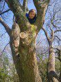 Up a Tree