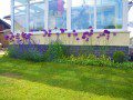 Aliums