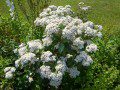 Daisy Bush