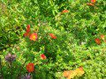 Potentilla