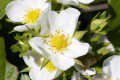 Strawberry Flower
