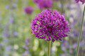 Alium
