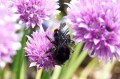 Bee on chives