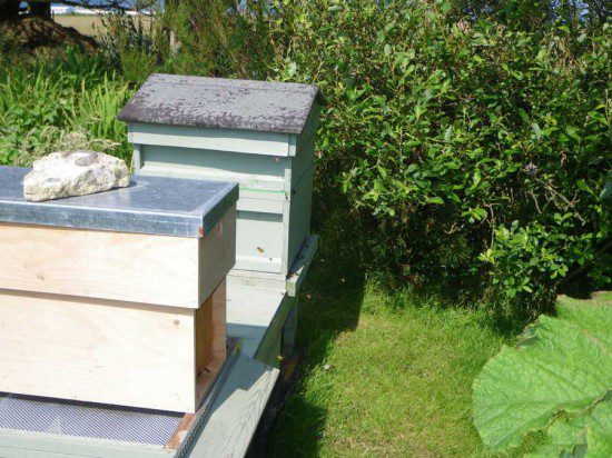 Bees at the Bottom of the Garden