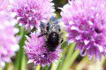 Bumblebee