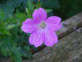 Geranium