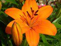 Lily