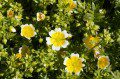 Poached Egg Plant