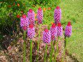 Primula
