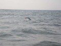 Al Swimming