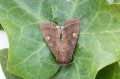 Bright-Line Brown-Eye