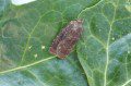 Brown Rustic