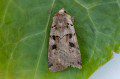 Double Square-spot