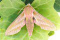 Elephant Hawkmoth