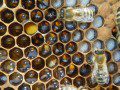 Honey and Larvae